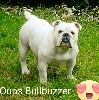 CH. Oups Bullbuzzer - 1er Exc Cacs Rcacib