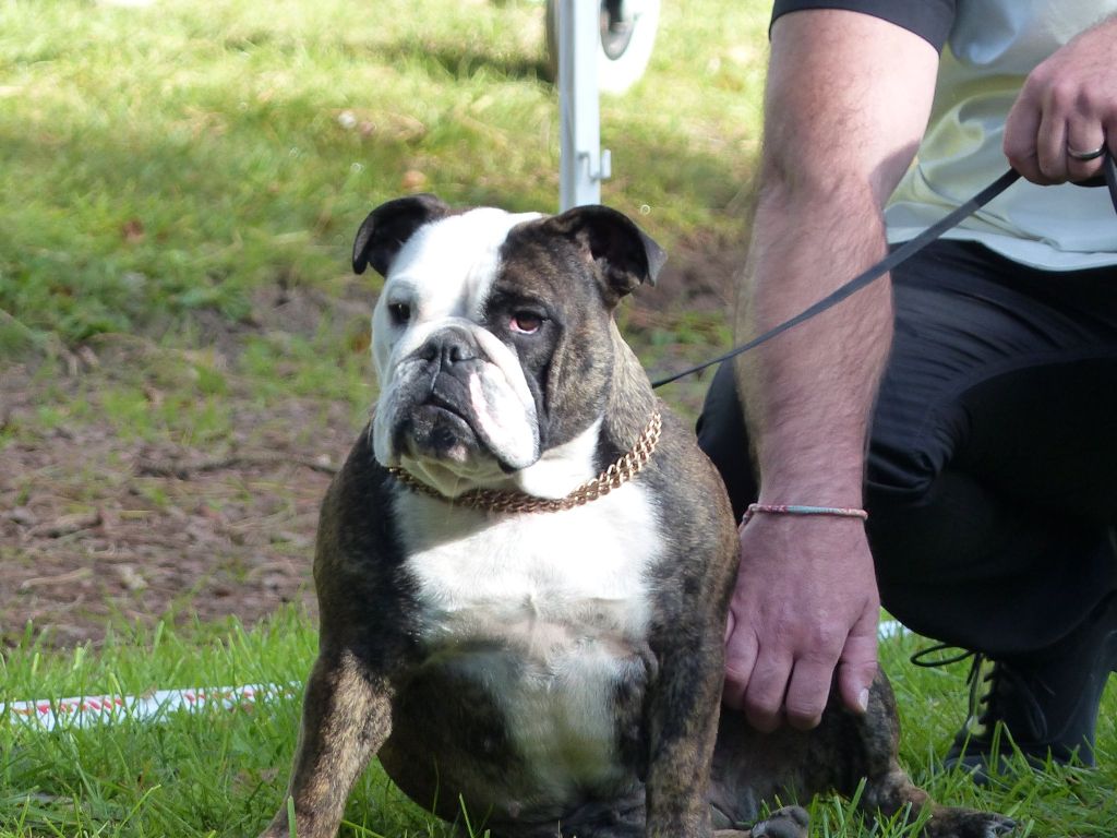 CH. Mona lisa aka margotte Avenir D'Arar - 1er Exc Cacs