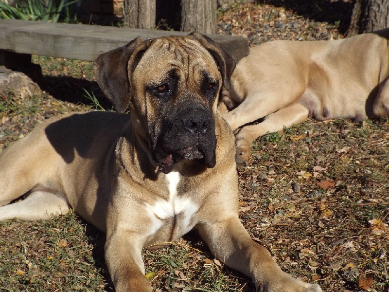 Publication : Des Anges De Cocagne