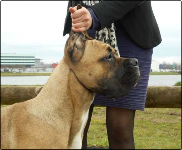 CH. Janis des Dunes Des Sages - EXCELLENT non classé