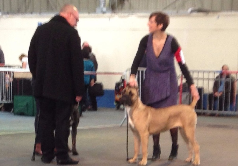 CH. Janis des Dunes Des Sages - TRES PROMETTEUR