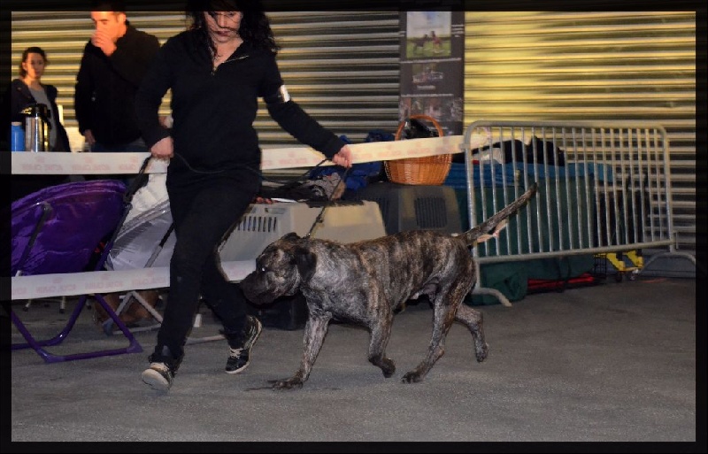 El Véhêmach' Jaguar - 1er Excellent CACS