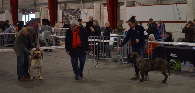 El Véhêmach' Jaguar - 1er Excellent RCACS