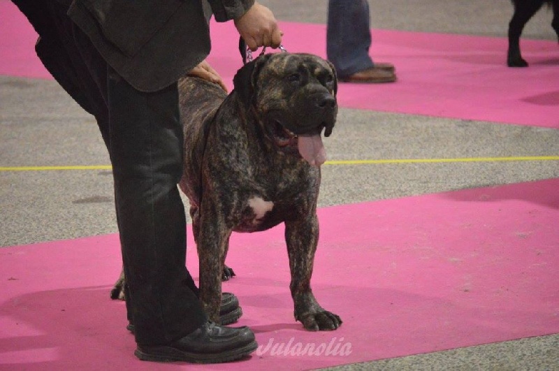 El Véhêmach' Jaguar - 1er Excellent RCACIB RCACS classe inter