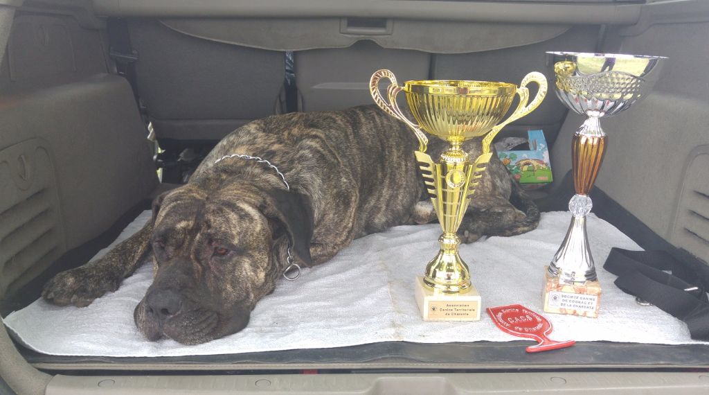 El Véhêmach' Jaguar - 1Er excellent CACS meilleur de race