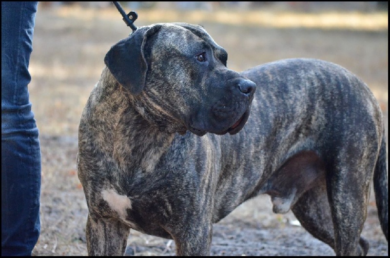 El Véhêmach' Jaguar - 1er Excellent classe intermédiaire