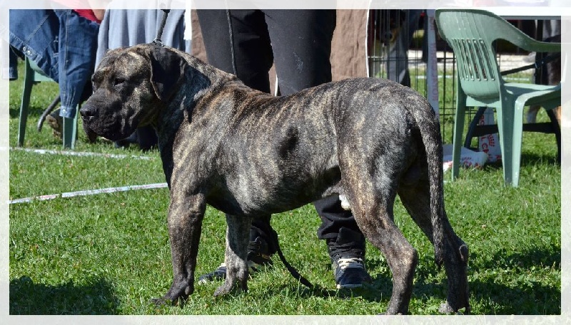 El Véhêmach' Jaguar - 1er EXC CACS classe inter