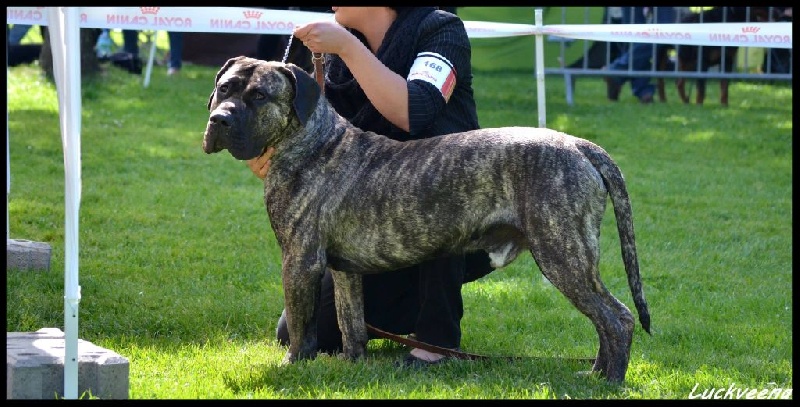 El Véhêmach' Jaguar - 1er EXC + meilleur jeune