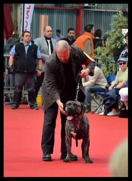 El Véhêmach' Jaguar - 1 exc + meilleur jeune + meilleur jeune du groupe 2