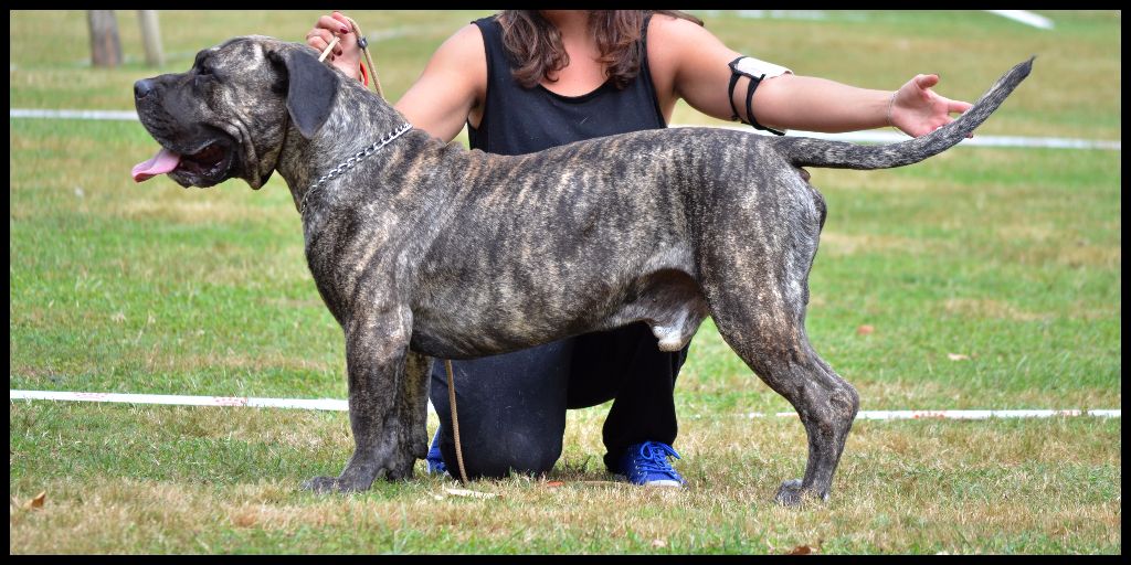 El Véhêmach' Jaguar - 2eme EXCELLENT RCACS