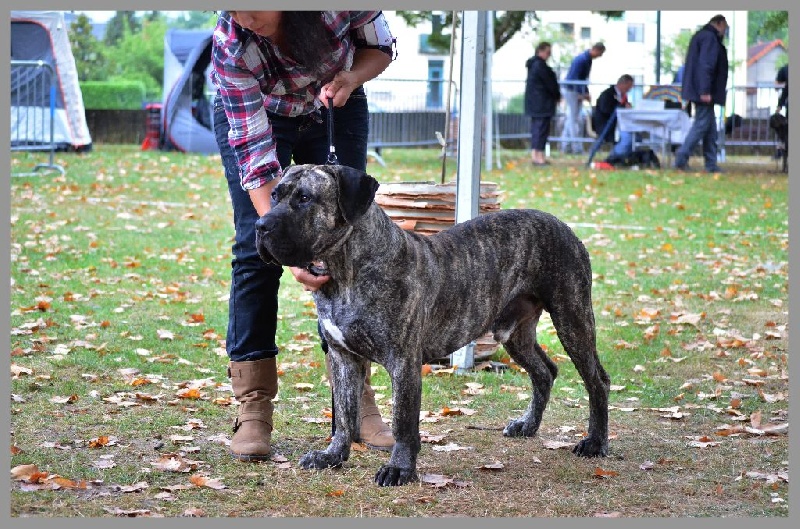 El Véhêmach' Jaguar - 1er Excellent RCACS classe inter