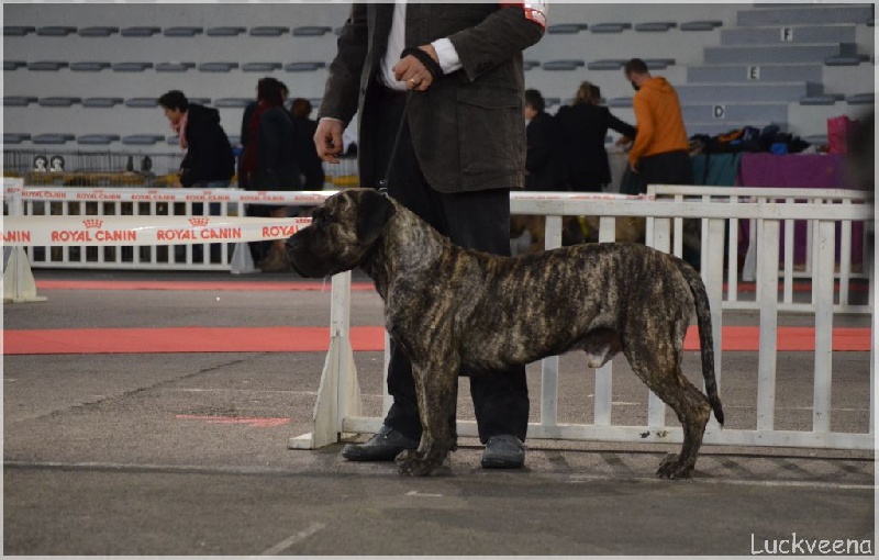 El Véhêmach' Jaguar - 1er EXC + RCACS en classe inter / teste de sociabilité OK
