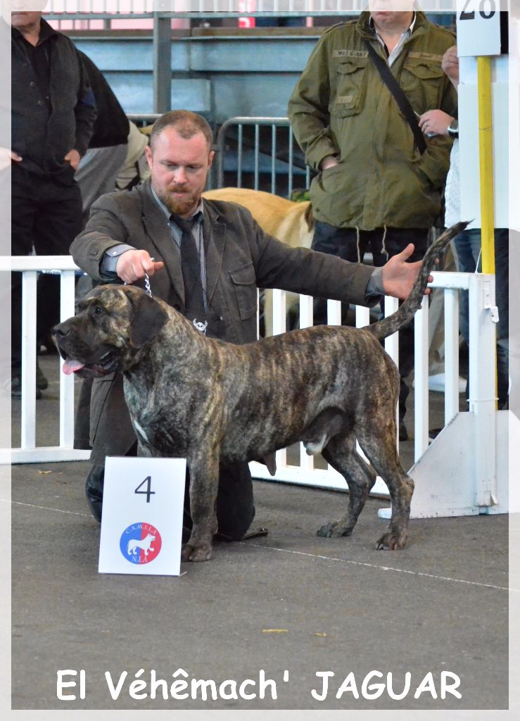 El Véhêmach' Jaguar - 4eme EXCELLENT