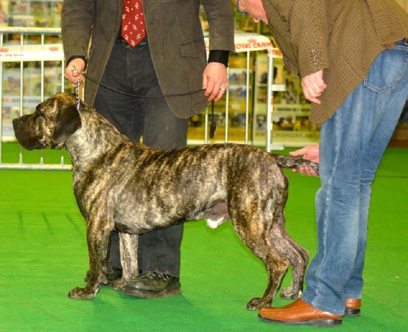 El Véhêmach' Jaguar - 1 excellent