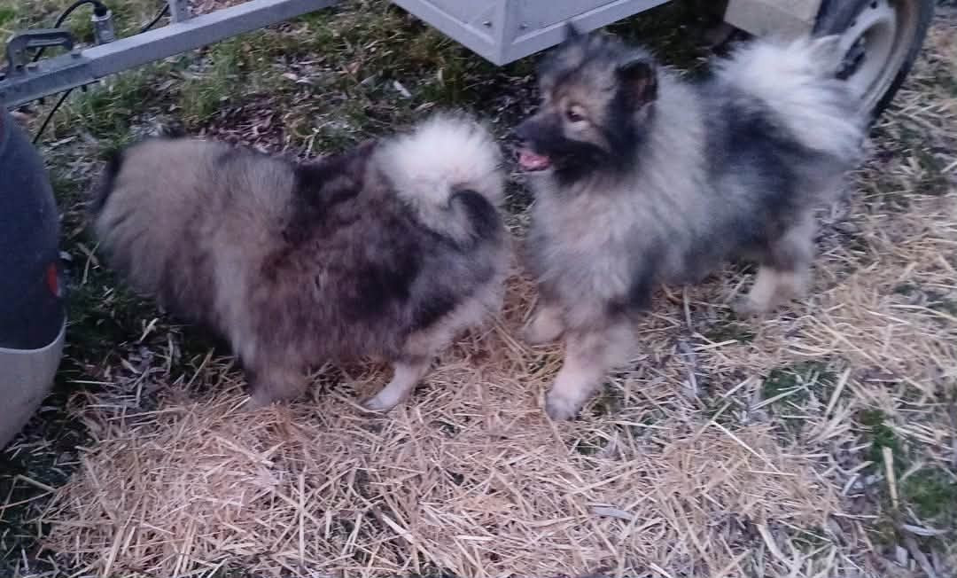 Publication : Des Mysteres Au Coeur Tendre Auteur : MERCIER NATHALIE