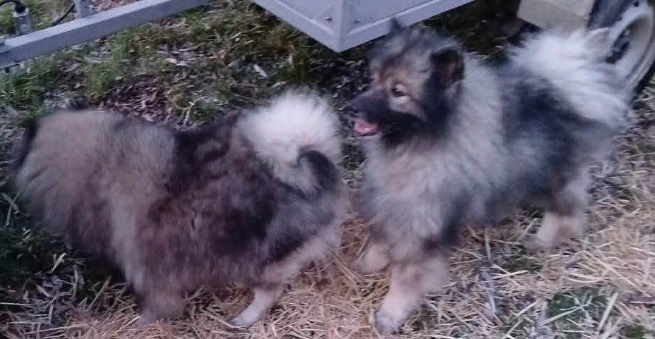 Publication : Des Mysteres Au Coeur Tendre