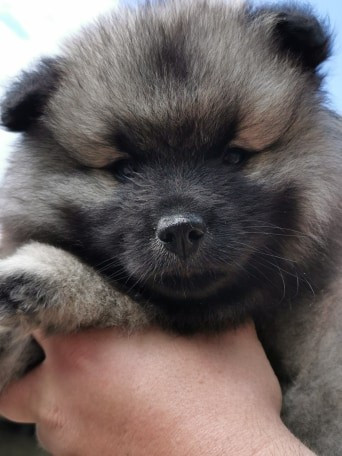 Publication : Des Mysteres Au Coeur Tendre