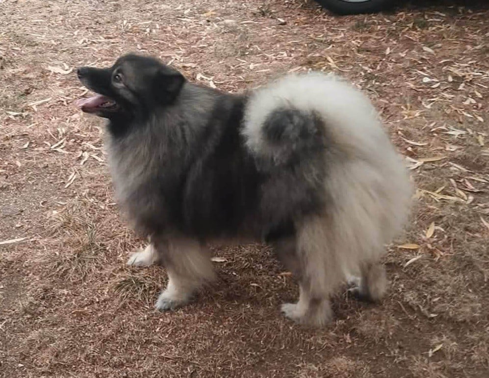Spitz allemand - Des Mysteres Au Coeur Tendre