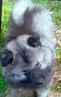 BOOMER SPITZ LOUP - Spitz allemand
