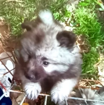 BAÏLA SPITZ LOUP - Spitz allemand