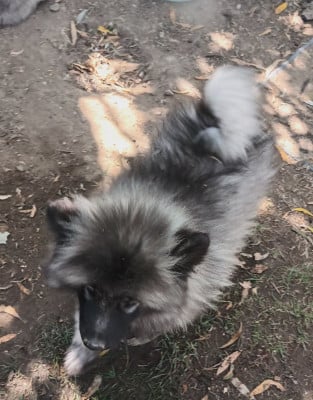 BOBBY SPITZ LOUP - Spitz allemand
