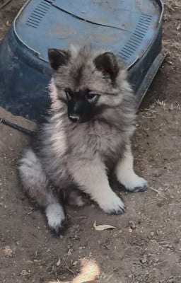 BETSY SPITZ LOUP - Spitz allemand