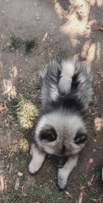 BONNIE SPITZ LOUP - Spitz allemand