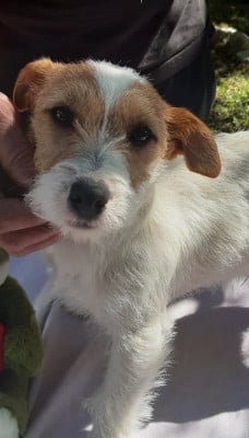 Les chiots de Jack Russell Terrier