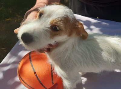Les chiots de Jack Russell Terrier