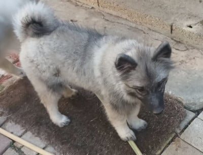 Les chiots de Spitz allemand