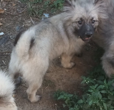 Les chiots de Spitz allemand