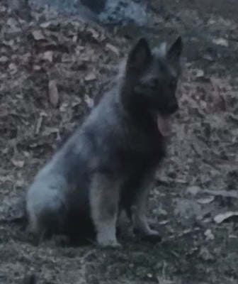 Les chiots de Spitz allemand