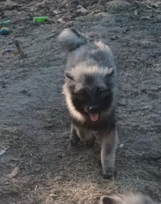 Les chiots de Spitz allemand