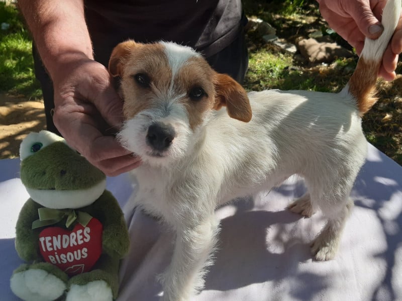 Jack Russell Terrier - Des Mysteres Au Coeur Tendre