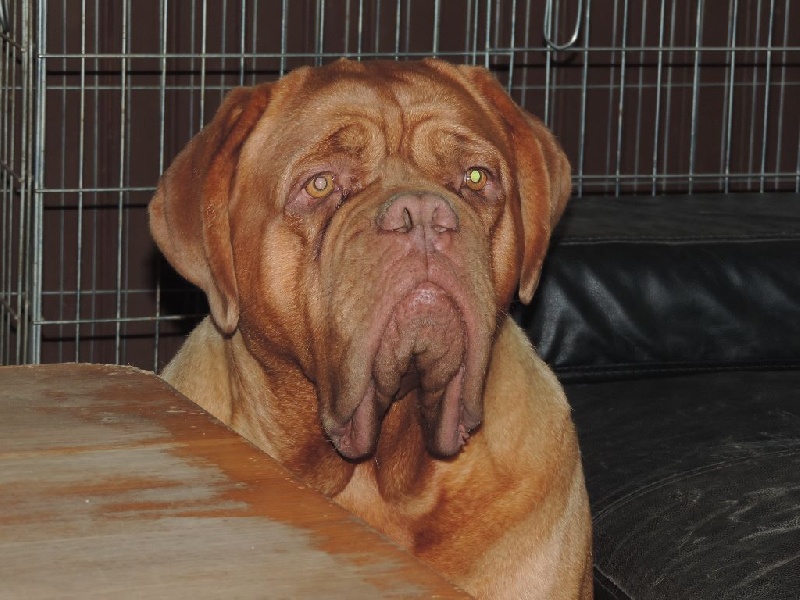 Publication : De L'acajou Dogue