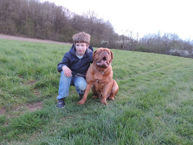 Publication : De L'acajou Dogue