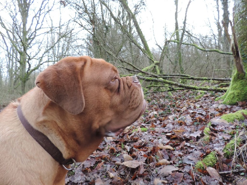 Publication : De L'acajou Dogue