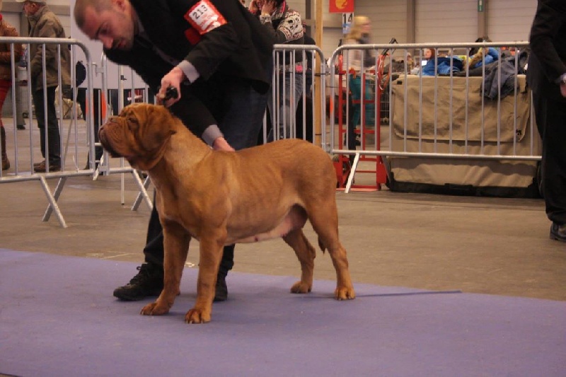 Publication : De L'acajou Dogue