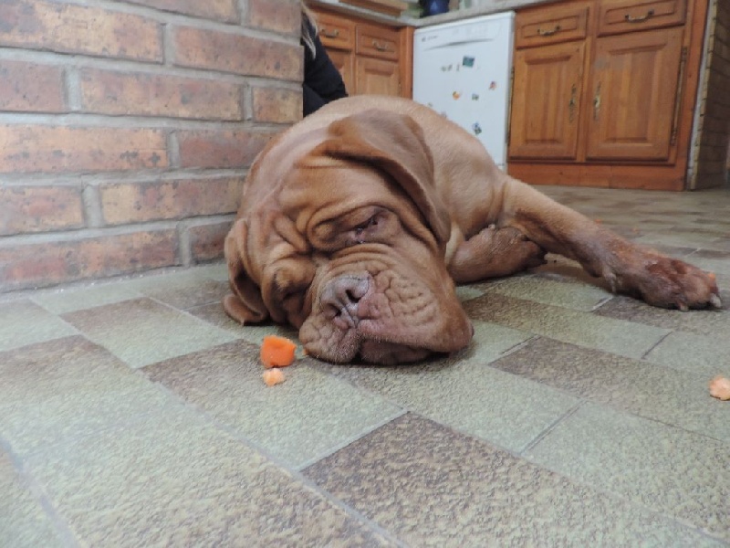 Publication : De L'acajou Dogue