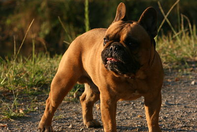 Publication : Du Domaine D'aillam Tenroc Auteur : jérôme