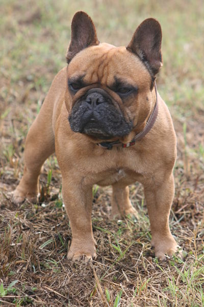 Publication : Du Domaine D'aillam Tenroc Auteur : jérôme