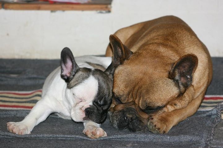 Publication : Du Domaine D'aillam Tenroc Auteur : caroline mallia