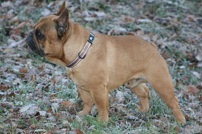 Publication : Du Domaine D'aillam Tenroc Auteur : jérôme