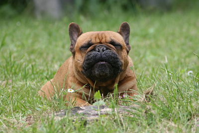 Publication : Du Domaine D'aillam Tenroc Auteur : jérôme