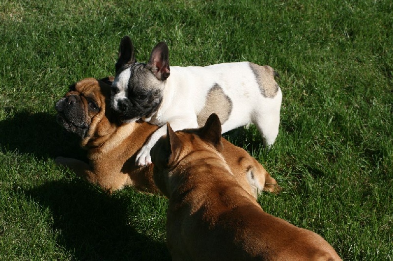 Publication : Du Domaine D'aillam Tenroc Auteur : caroline mallia