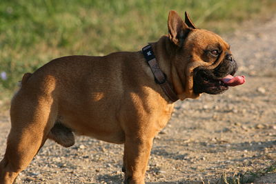 Publication : Du Domaine D'aillam Tenroc Auteur : jérôme