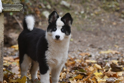 Les chiots de Laika de iakoutie