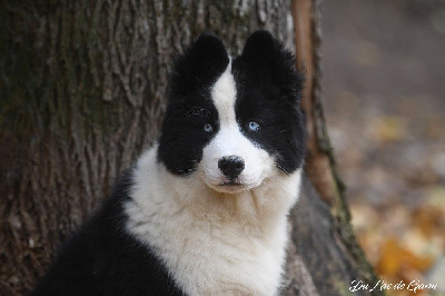 Les chiots de Laika de iakoutie