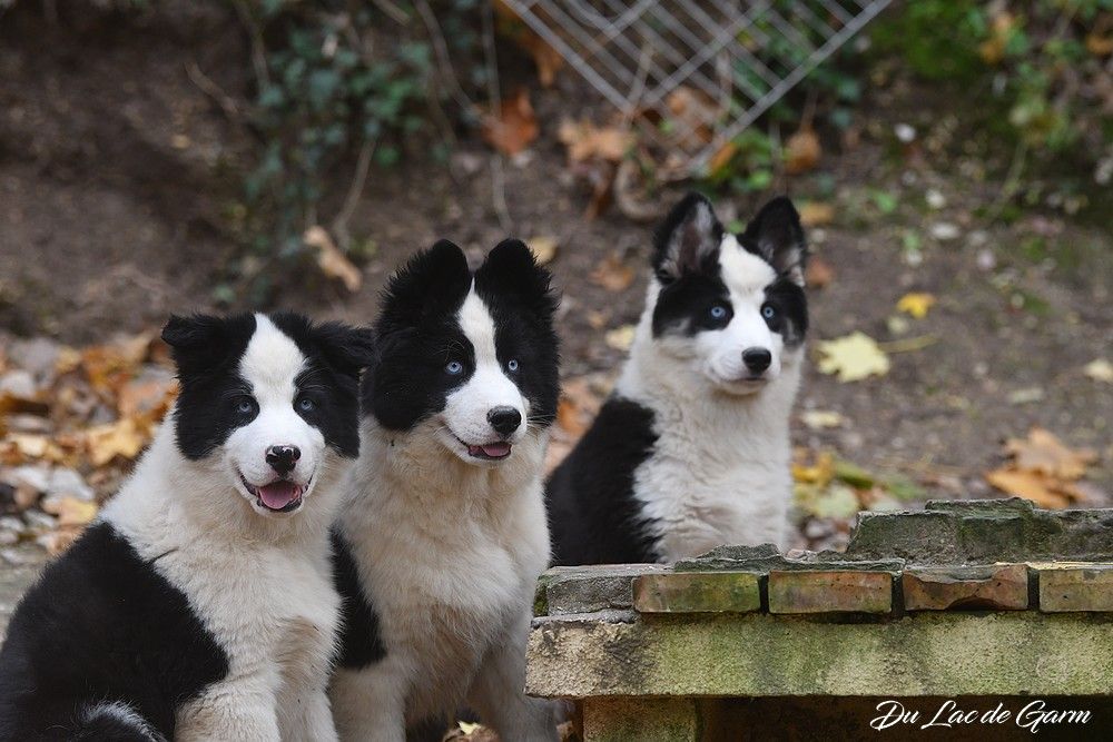 Laika de iakoutie - Du Lac De Garm