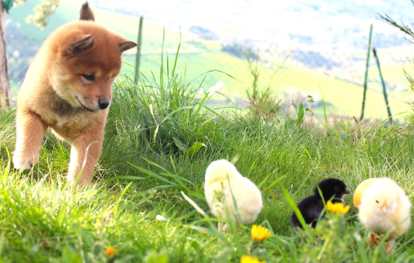 Shiba - Du Domaine Louchine